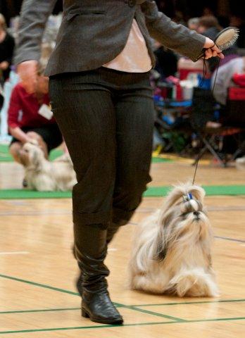shih Tzu Danmark